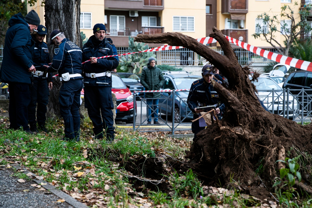 albero caduto parco labor roma