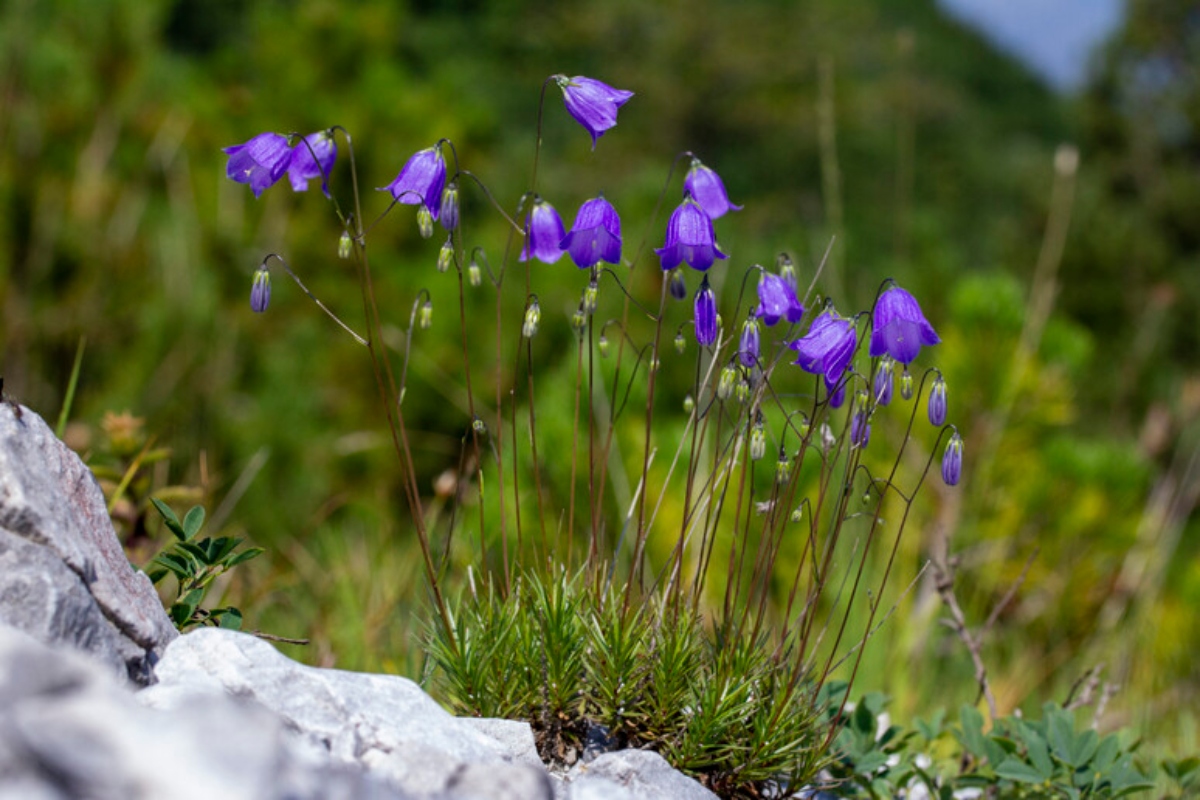 campanula prealpi bergamasche