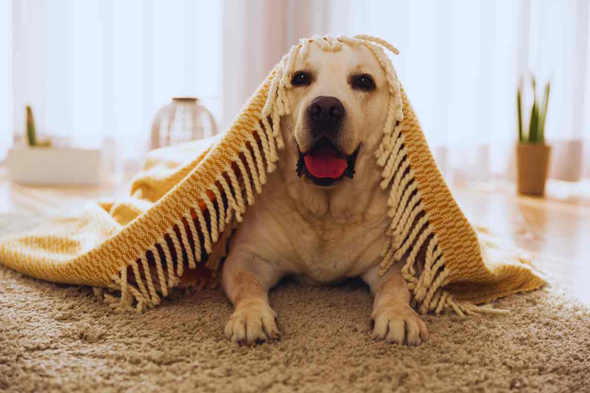 mandare via l'odore di cane in casa