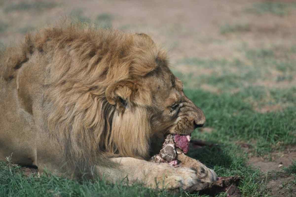 Un leone che mangia la sua preda