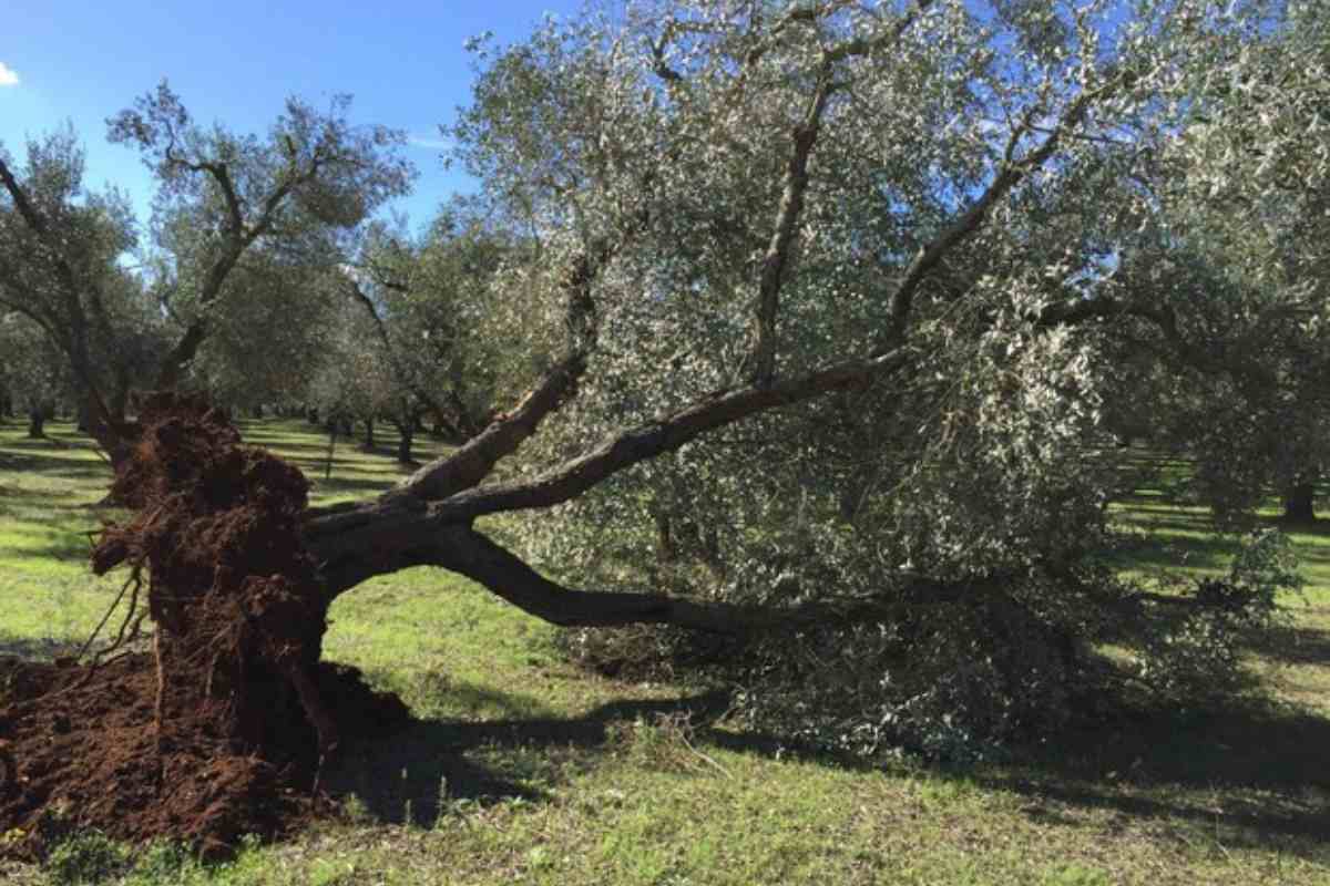 ulivo colpito da Xylella 