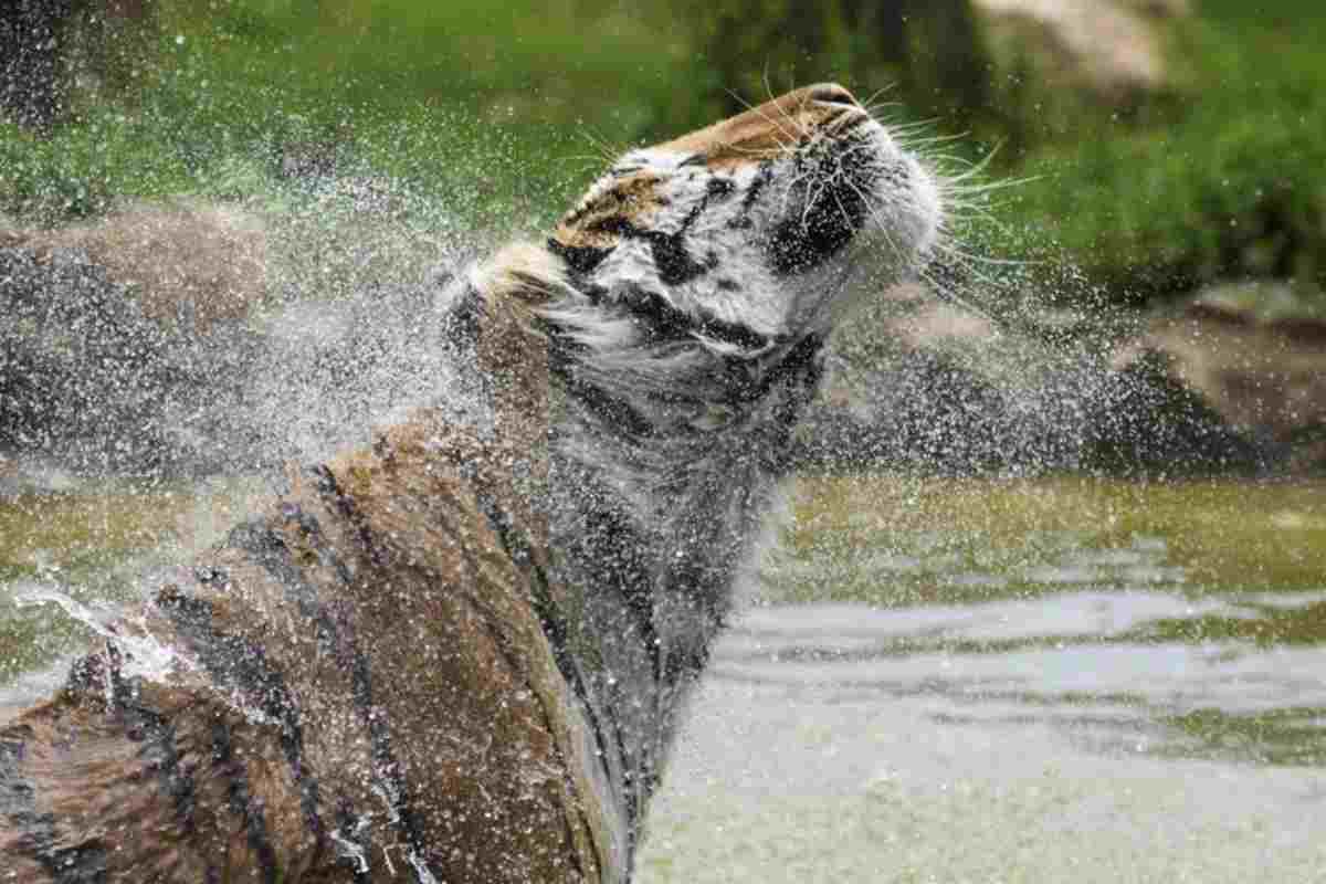 Una tigre siberiana che fa il bagno nella piscina di uno zoo