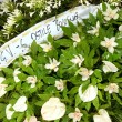 Ciro Esposito: FOTO-racconto dei funerali a Scampia