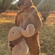 Roger, il canguro palestrato: 89 kg di muscoli per 2 metri di altezza03