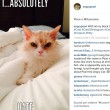 Pearl, la gatta con lo sguardo minaccio star del web4