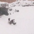 VIDEO Panda gigante gioca con la neve allo zoo di Toronto2