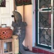 VIDEO Lucertola gigante davanti alla porta di casa