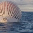 Mostro marino in Australia? Pescatore scatta FOTO: era la carcassa di una balena