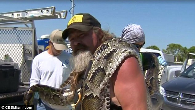 Pitone lungo 5,1 metri catturato in Florida, è record