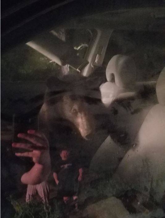 Orso intrappolato nell'auto suona il clacson: la polizia lo libera