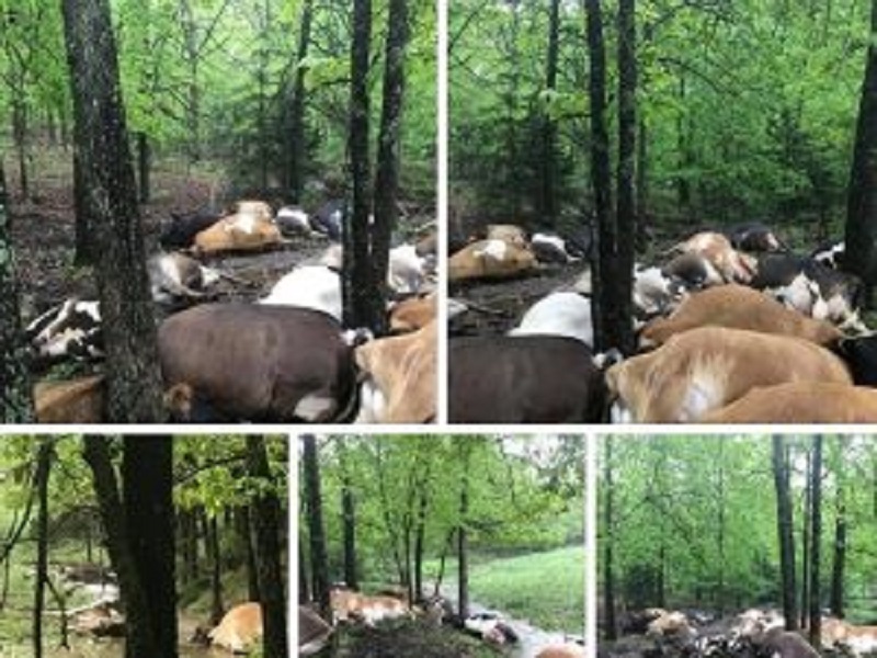 Fulmine centra e uccide 32 mucche. La foto diventa virale: "Danno di 60mila dollari"
