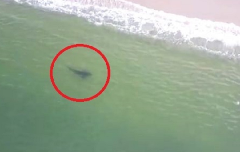 California, squalo bianco lungo 3 metri e mezzo nuota a pochi metri dalla spiaggia di Long beach VIDEO