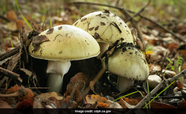 Amanita phalloide, il fungo più velenoso al mondo