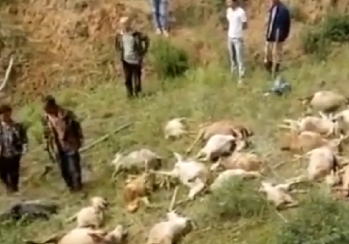 Cina, fulmine uccide gregge di 50 capre: 5mila euro di danni