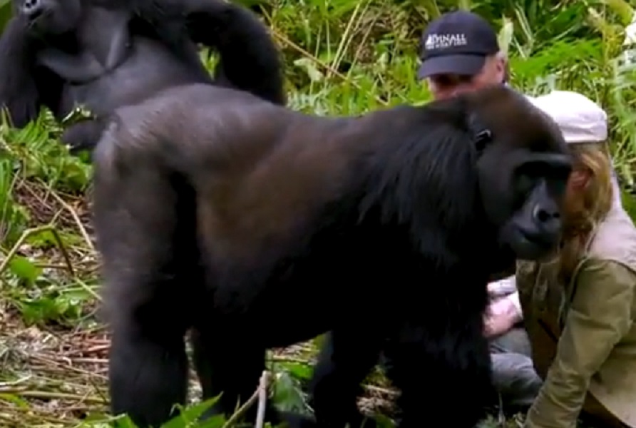 Irma, il gorilla rivede l'uomo che l'ha salvata: ecco come reagisce