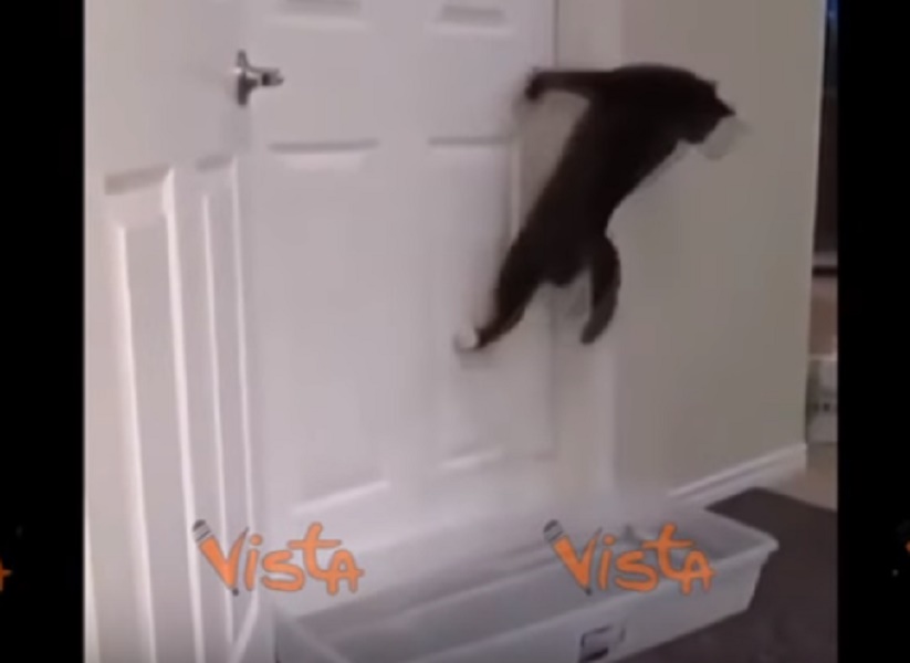 gatto-acrobata-salto