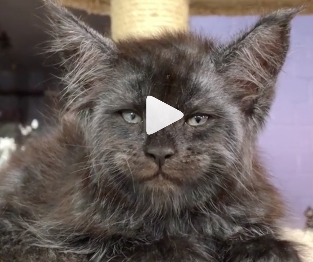 Il gatto con l'espressione umana: il video virale sul web