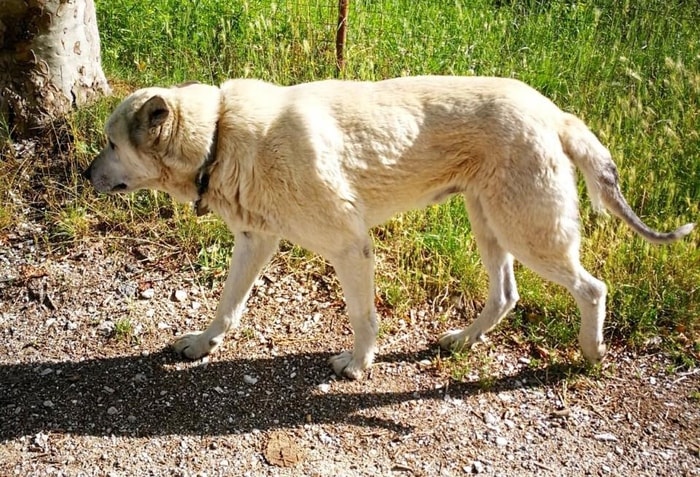 Nocciolino, cane terremotato, fa 60 km per tornare a casa a Norcia