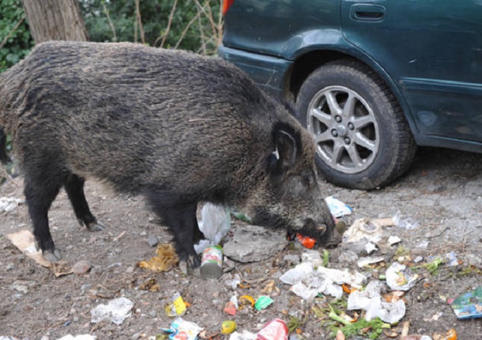 Cinghiali: troppi, giganti e super scrofe perché importammo quelli dell'Est.