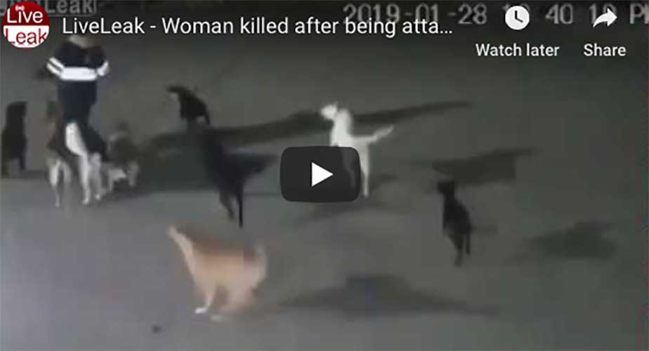 YouTube: Donna fugge invano da un branco di cani che poi la sbranano viva per la strada VIDEO(video di Youtube)