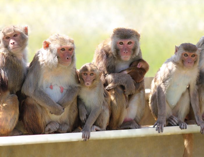 Cina: scimmie modificate con geni umani diventano più intelligenti