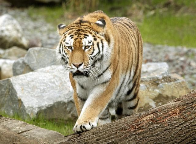 Tigri, perché hanno il manto arancio? Il motivo è negli occhi delle loro prede