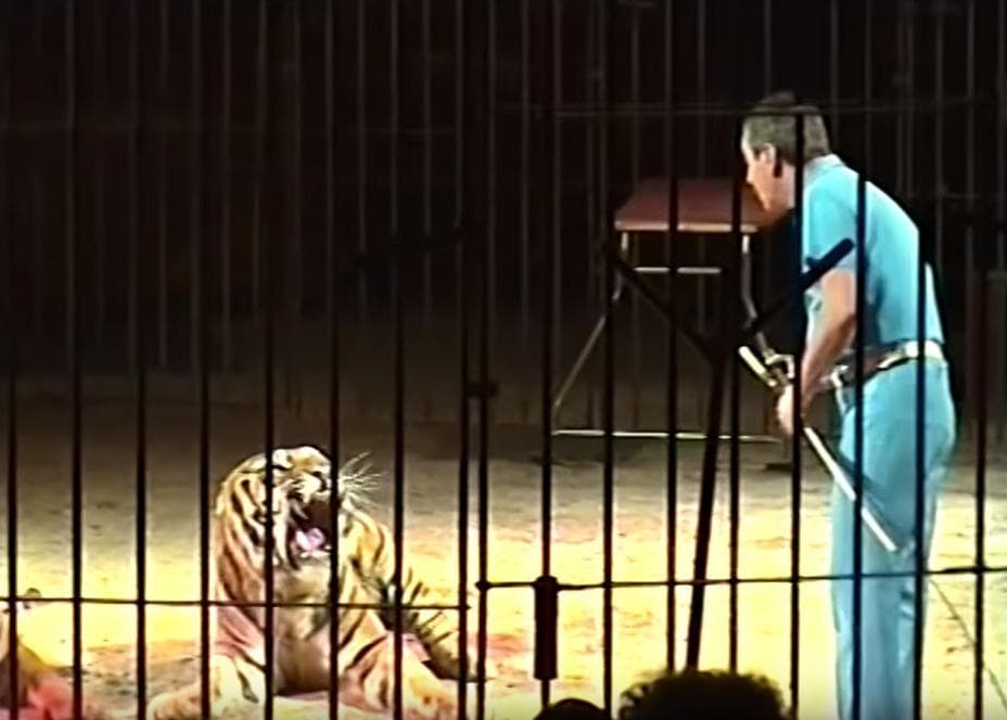 Triggiano (Bari), domatore del circo Orfei sbranato da una tigre