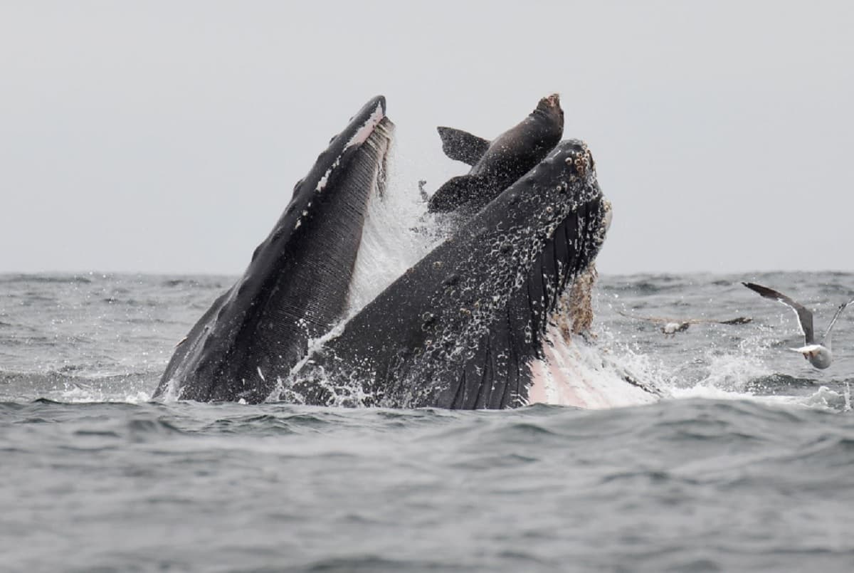 Balena leone marino