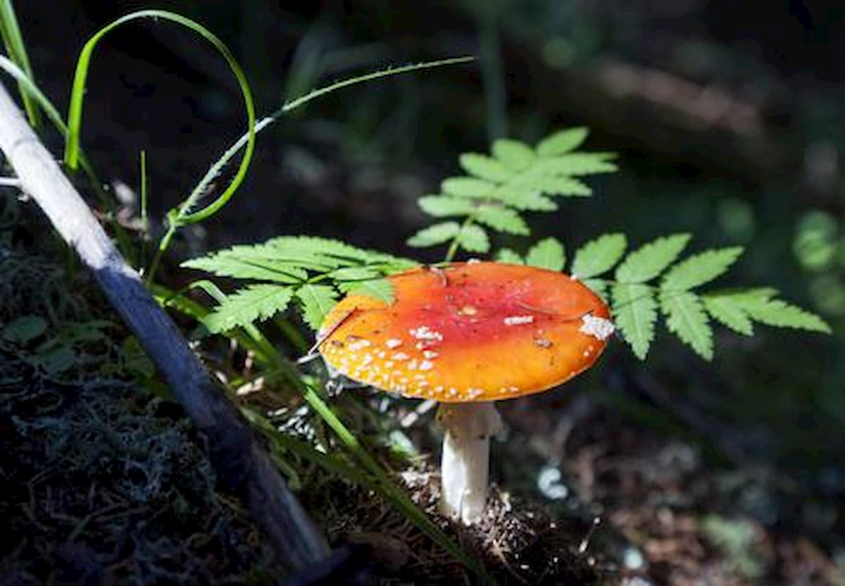 Funghi velenosi, donna morta per intossicazione da amanita falloide