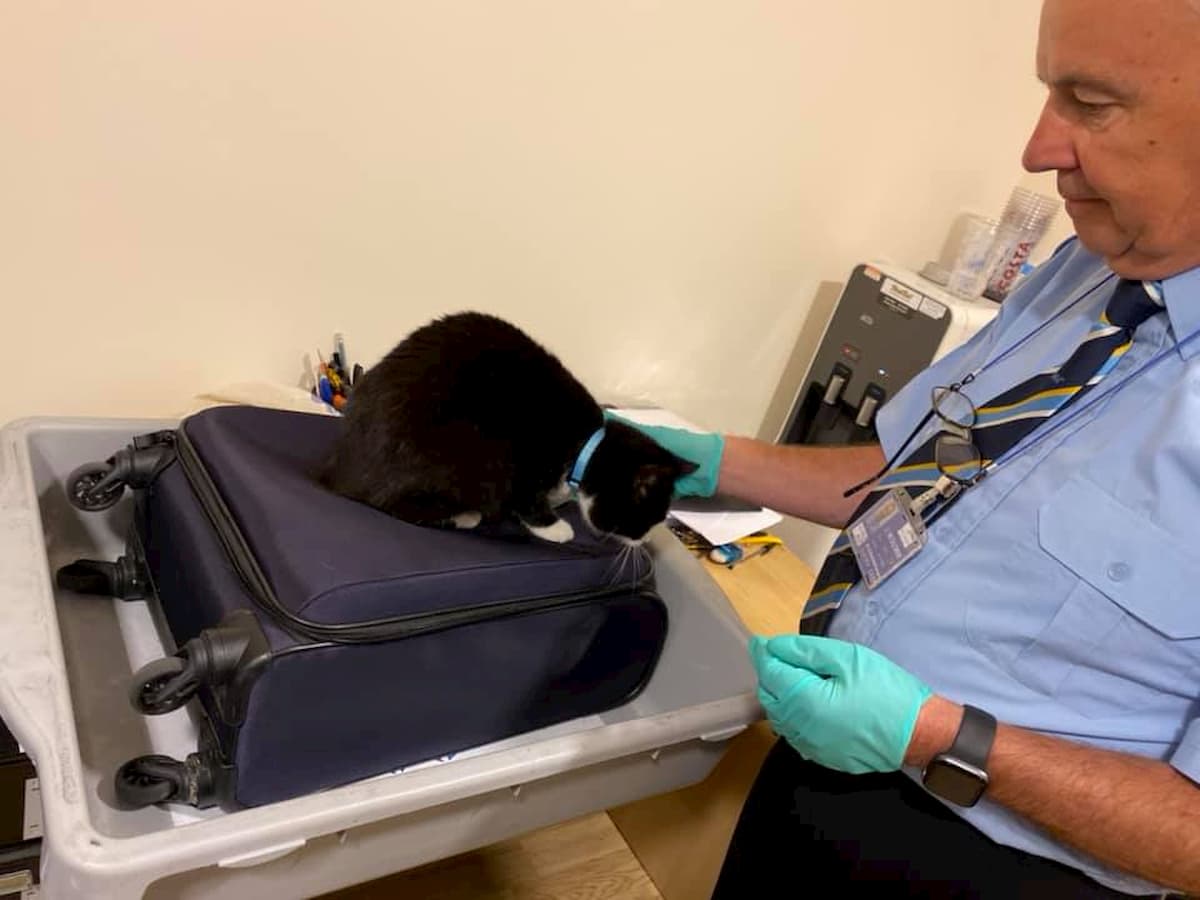 Gatto si nasconde nel bagaglio a mano dei padroni: scoperto ai controlli in aeroporto