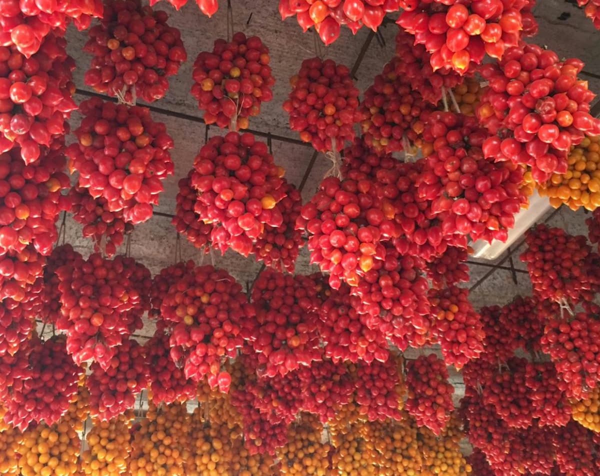 Il pomodorino del Piennolo Dop a Loro di Napoli a Milano. "Ecco l'oro rosso del Vesuvio"