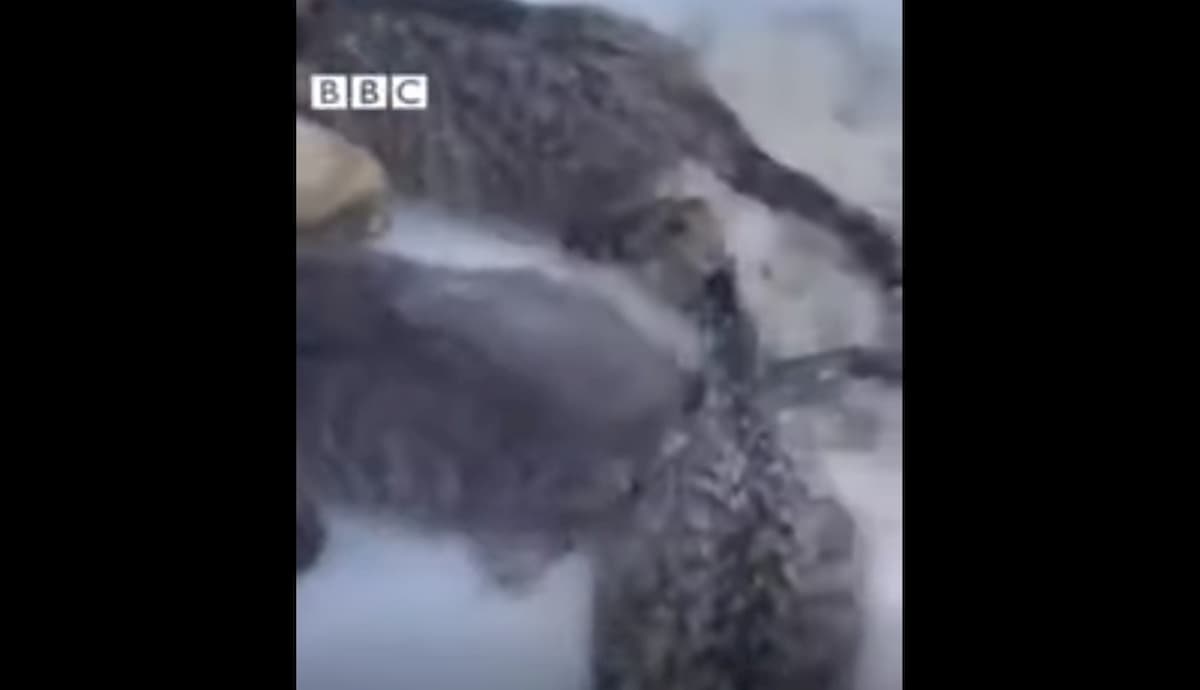 Gattini intrappolati nel ghiaccio, ragazzo li salva grazie al caffè VIDEO