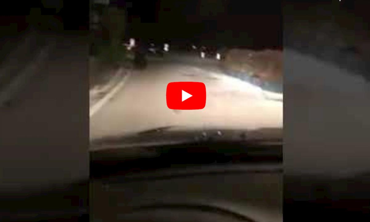 Trentino, orso vicino alle case a Nago: automobilista lo insegue di notte VIDEO