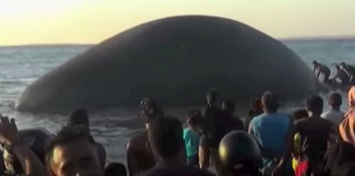 Indonesia, balena morta di 23 metri in spiaggia a Kupang VIDEO