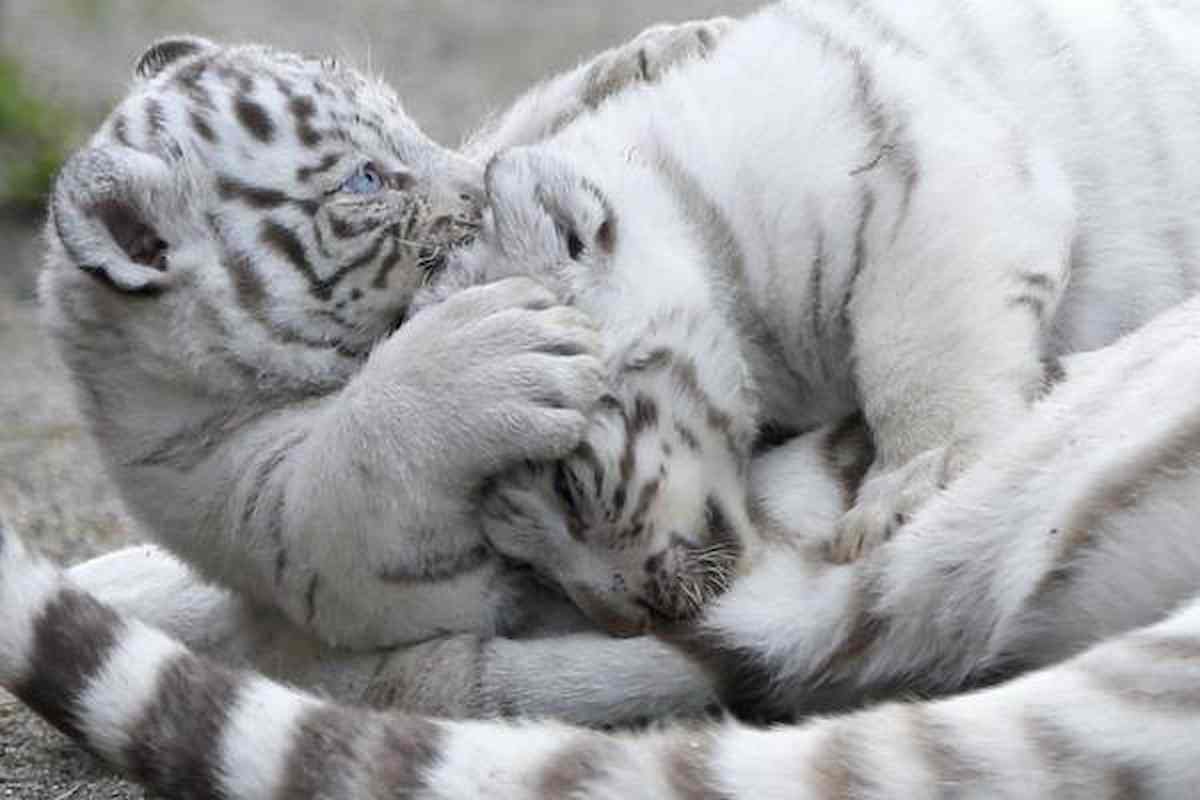 Pakistan, 2 cuccioli di tigre bianca morti di Covid nello zoo di Lahore: 6 positivi tra il personale