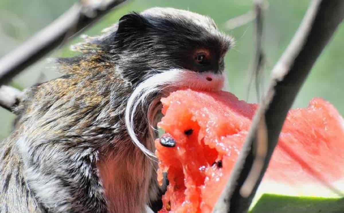 Bioparco di Roma: nati due gemelli di tamarino imperatore, la scimmia con i  baffi bianchi