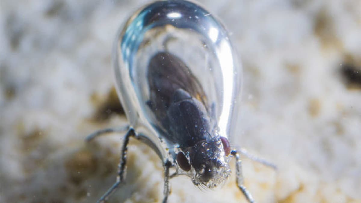 Mosca nera, l'insetto che con un morso fa gonfiare la pelle anche per un mese