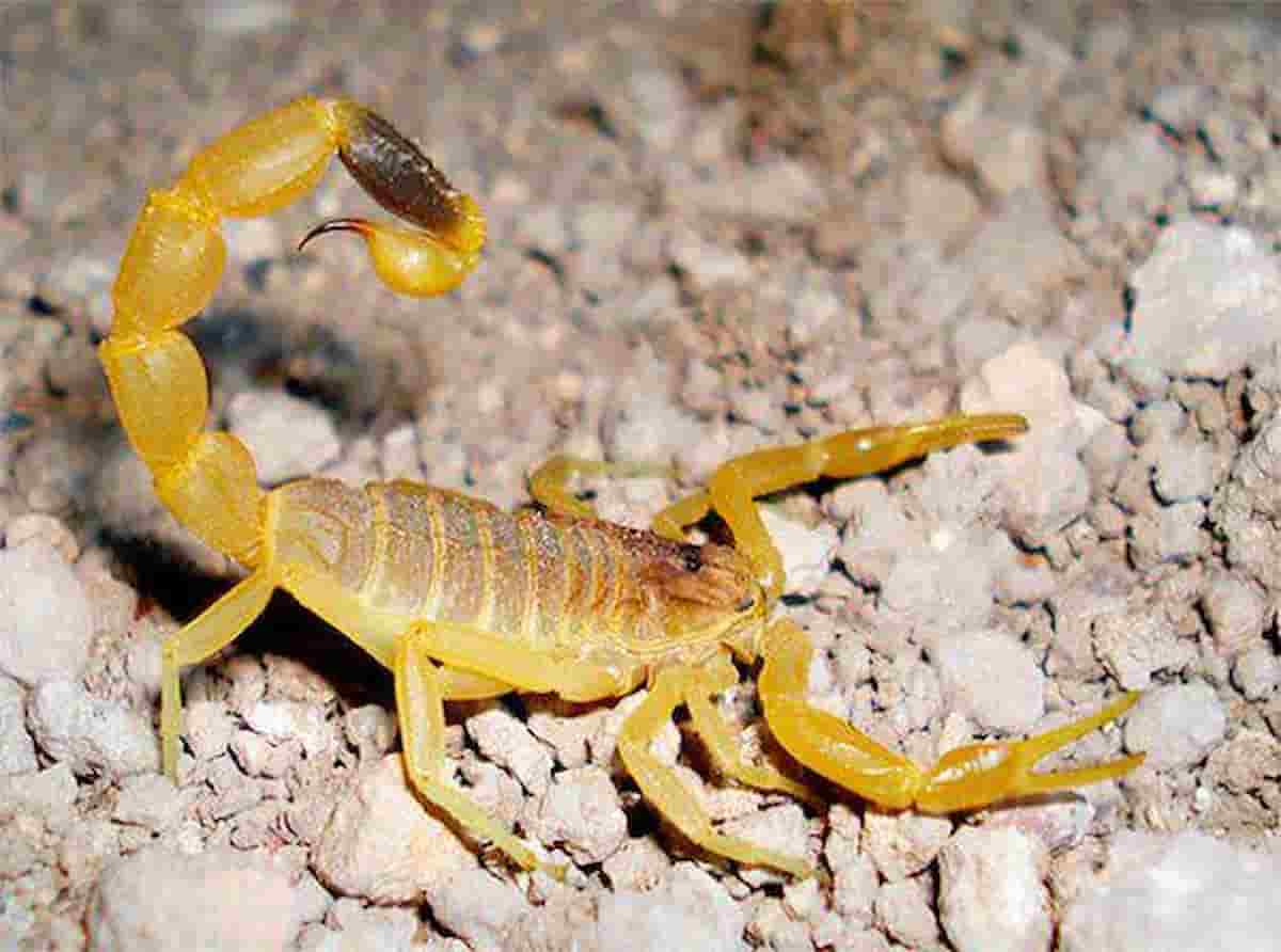 scorpione giallo brasiliano bambino