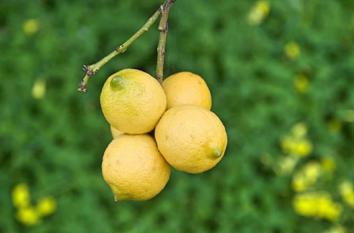 Stanno sparendo i limoni: in 30 anni diminuita la produzione del 40%. Colpa del "mal secco"