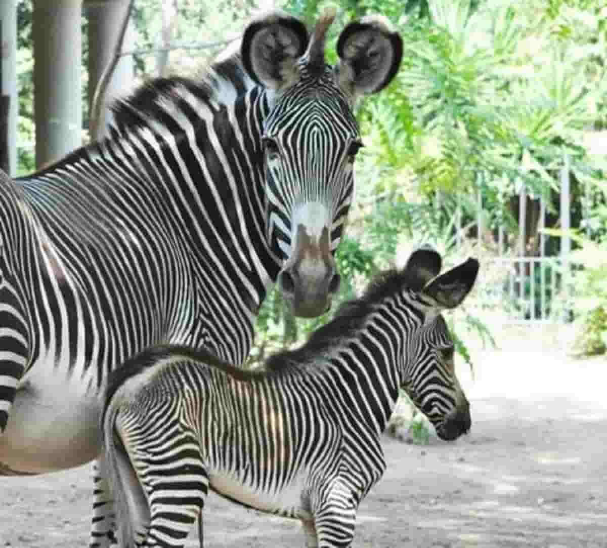 Le zebre di Grev rischiano l'estinzione a causa della siccità in Africa Orientale