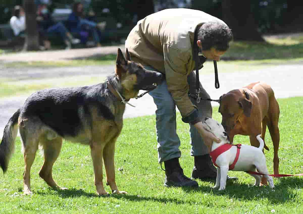 bambino azzannato volto cane