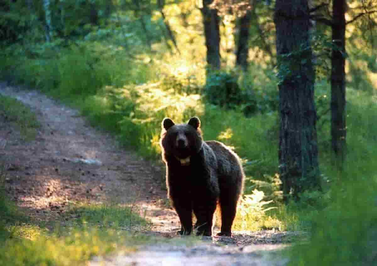 orso valtellina