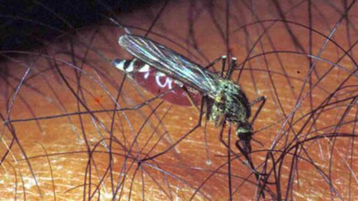 Allarme zanzare, Italia prima in Europa per virus del Nilo. Colpa del riscaldamento