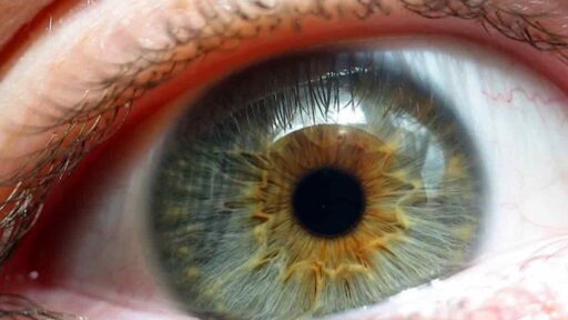 retina dna stargardt