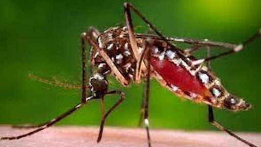 Zanzare portatrici di malattie letali, uccidono mezzo milione di persone ogni anno: ecco gli odori della pelle che vi fanno bersaglio