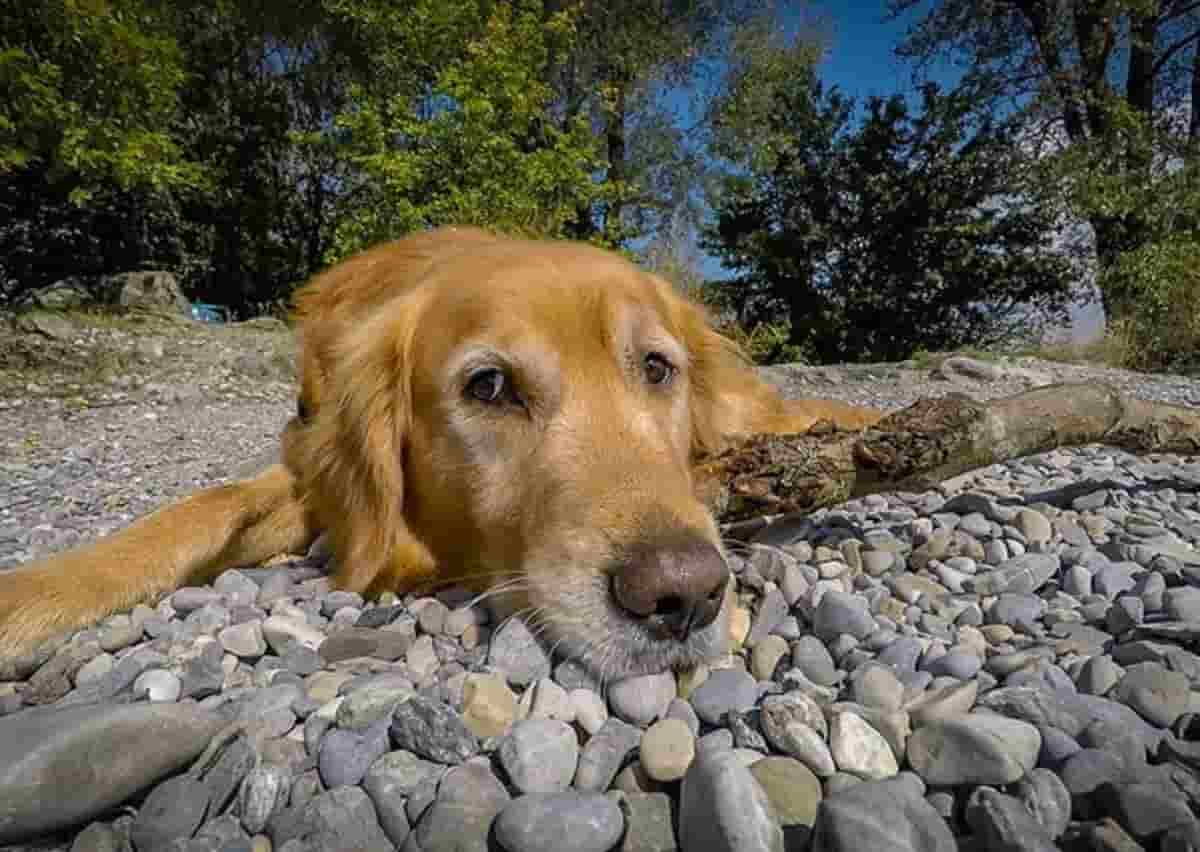 Cani abbandonati, foto Ansa