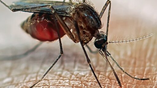 Ucciso a 14 anni da una puntura di zanzara durante una vacanza in Brasile