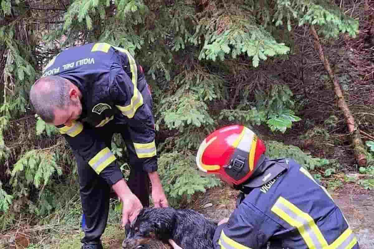 cane salvato vigili predazzo