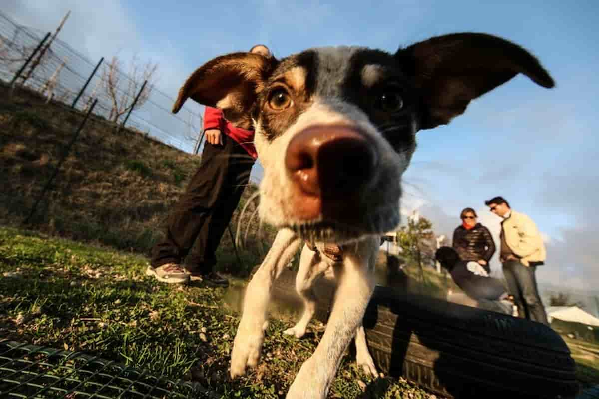 brucellosi canina uomo