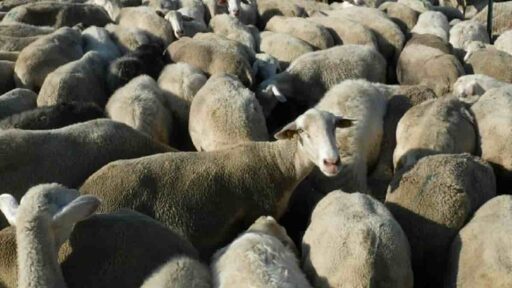 Pecore affamate mangiano 100 kg di marijuana. Il pastore: "Avevano un comportamento strano". Foto Ansa